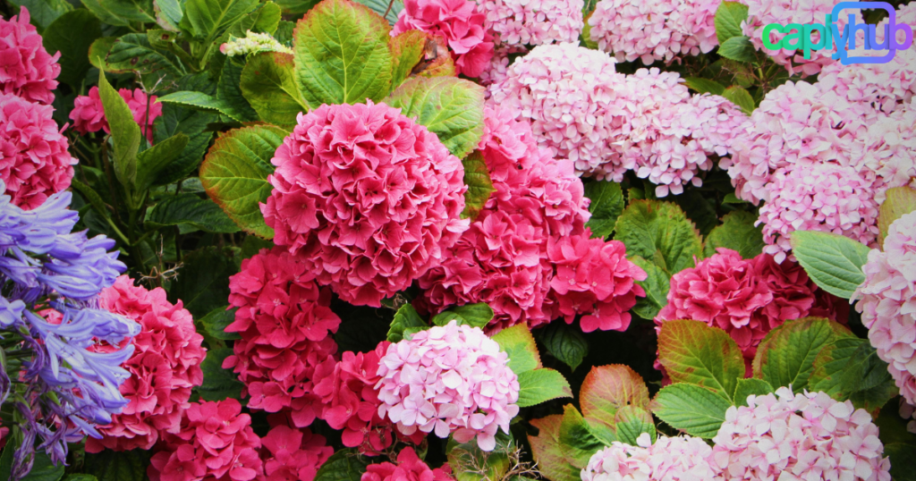 Best Flower Captions and Quotes for Instagram to Make Your Posts Bloom